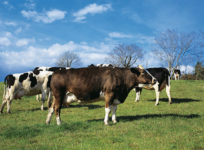 牧草上牛群爬坡家畜场景农田草地风景农村牛奶土地场地图片