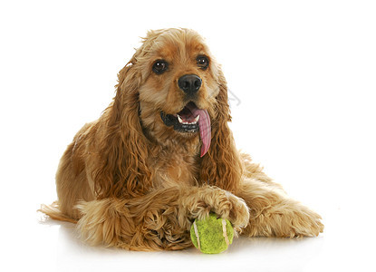 玩球的狗狗网球玩具乐趣兽医黄色血统注意力棕色鼻子犬类图片