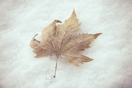 雪上叶子季节梧桐天气冰柱温度树叶森林植物学环境生活图片