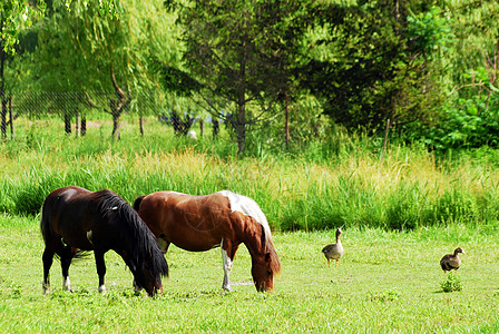 农场农地 有马匹在牧场上图片