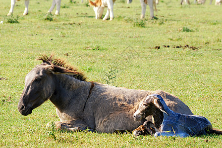 在草地上刚出生的小驴子屁股新生灰色农场乡村棕色哺乳动物绿色笨蛋小马图片