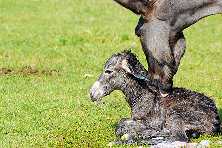 在草地上刚出生的小驴子绿色胎盘宠物劳动新生小马农场哺乳动物屁股笨蛋图片