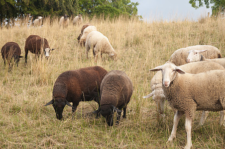 白羊和布朗羊在瑞士的一个田野中放牧羊毛动物季节日落柔软度农村家畜国家旅行内存图片