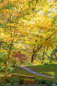 一种光辉的秋叶景象摄影师照片山脉叶子季节国家橙子公园阳光艺术图片