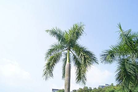 椰子树亚热带旅游植物树木背景图片