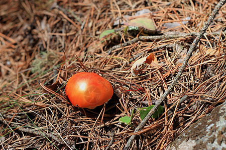 夏季森林中生长的红毒蘑菇菌盖植物季节常委危险中毒毒蝇海绵地面木头图片