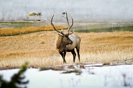 黄石公园最北的雄鹿图片