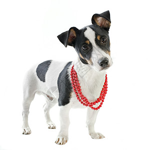 黑色珍珠小小狗 胡萝卜黑色红色珠宝衣领棕色珍珠犬类警觉猎狗动物背景