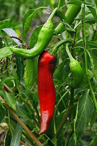 在花园里种植红辣椒和绿辣椒香肠食物衬套胡椒绿色生长蔬菜季节香料图片
