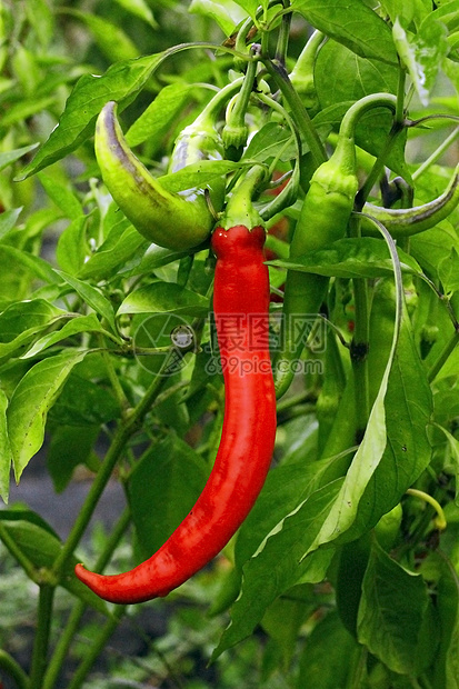 在花园里种植红辣椒和绿辣椒食物蔬菜生长胡椒绿色香肠衬套香料季节图片