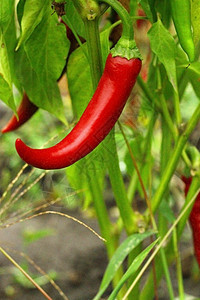 在花园里种植红辣椒辣椒胡椒香肠食物蔬菜香料季节生长衬套图片