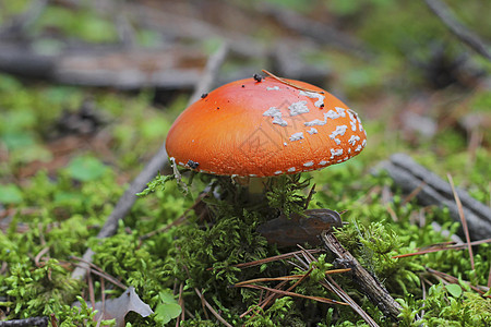夏季森林中生长的红毒蘑菇海绵木头危险毒蝇地面季节菌盖常委中毒植物图片