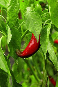 在花园里种植红辣椒辣椒生长季节胡椒叶子绿色香肠蔬菜食物衬套图片