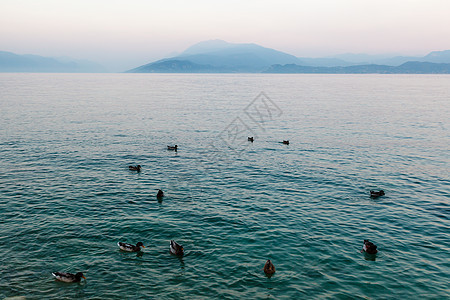 漂泊在加尔达湖水面的美丽鸭子 Sirm天空野生动物丘陵旅游场景海浪荒野海岸游泳假期背景图片