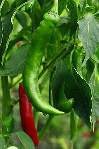 在花园里种植红辣椒和绿辣椒季节香肠衬套食物蔬菜胡椒生长香料图片