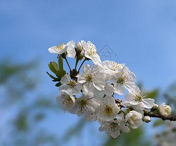 樱桃树花布天空绿色生长植物枝条果树季节蓝色花园叶子图片