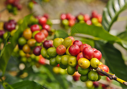 咖啡豆豆绿色黄色咖啡红色植被食物水果樱桃图片