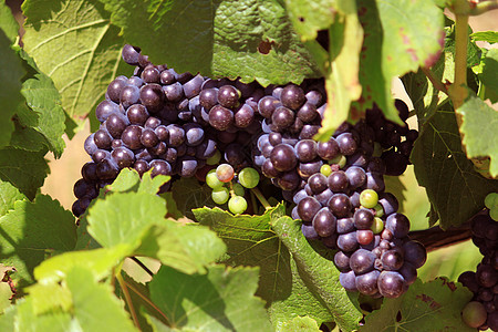 一群葡萄栽培白色葡萄园贸易葡萄叶水果汁宏观藤蔓农业食物图片