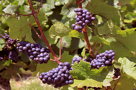 一群葡萄发酵白色藤蔓红色葡萄园酒精收成销售黑色农业图片