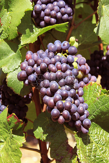 葡萄葡萄叶红色农业收成藤蔓宏观发酵黑色食物贸易图片