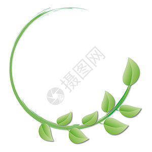 绿叶圆艺术生物草药插图园艺花园植物生态文化叶子图片