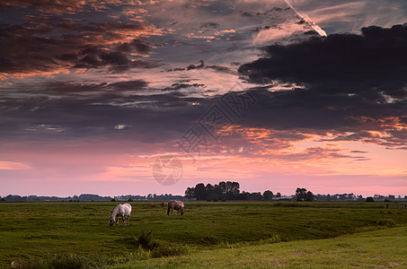 两匹马在早晨的牧场上农村乡村地平线绿色农场戏剧性动物农田阳光风景图片