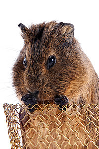 篮子里一头小白鼠的肖像晶须宠物哺乳动物生物手工业脊椎动物手工毛皮工艺动物图片