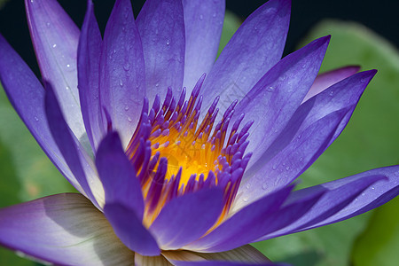 色彩多彩的紫色水百合美丽花园异国荷花池塘卡片冥想植物叶子荒野图片