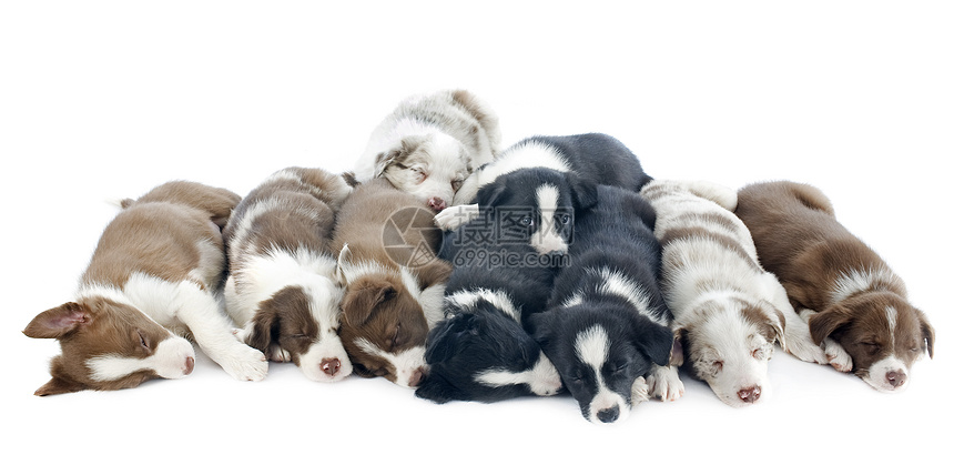 小小狗边疆睡眠牧羊犬黑色白色动物犬类小狗墙眼宠物棕色图片