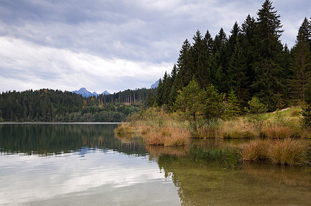 森林和野湖松树透明素材高清图片