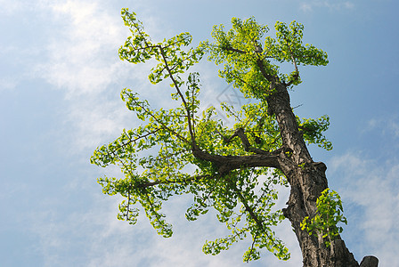 Ginkgo 树叶子季节天空背景图片