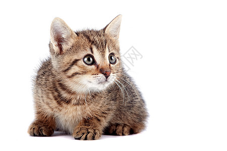 条纹小猫快乐动物晶须友谊毛皮耳朵哺乳动物乐趣童年爪子图片
