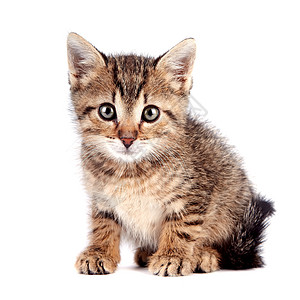 条纹的小猫咪坐着好奇心脊椎动物毛皮尾巴童年耳朵猫科动物动物晶须宠物图片