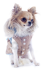 穿着齐华装的吉娃娃裙子白色伴侣犬类棕色宠物雨罩运动衫外套兜帽图片