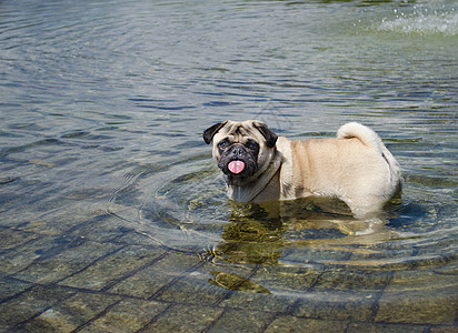 在池塘里湿的帕格狗狗图片