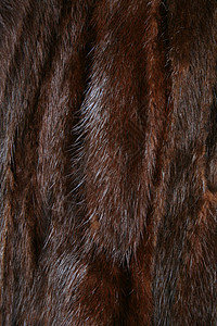 棕色的貂皮可以用作背景图片