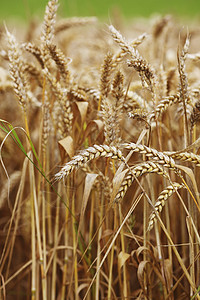 田地上小麦特写收成大麦国家农田谷物农场金子种子食物植物图片