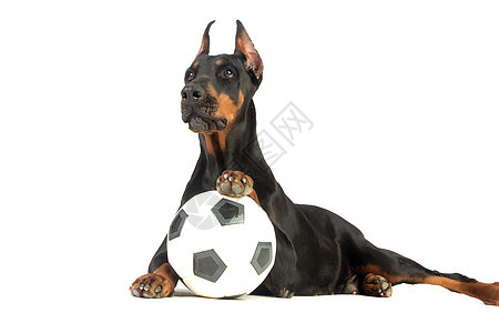白色背景有球球的大多伯曼狗分数犬类棕色喜悦训练小狗健身房娱乐宠物运动图片