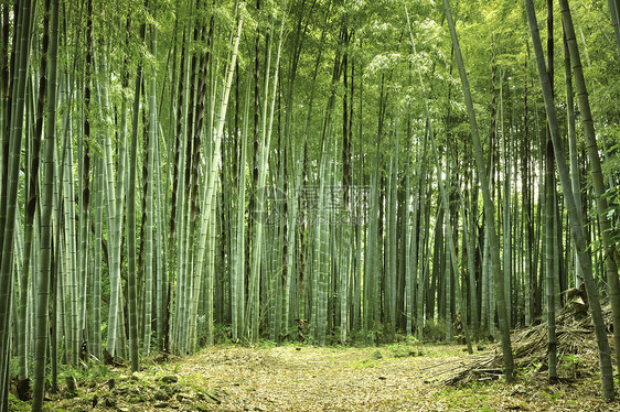竹林竹子空气气氛绿色森林图片