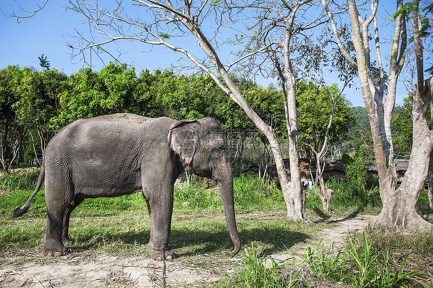 亚洲象野生动物工作室旅游眼睛皮肤耳朵哺乳动物动物獠牙旅行图片