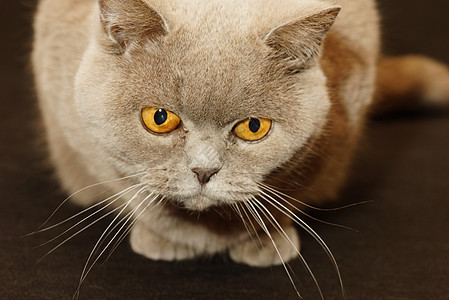 英国猫胡须猫科蓝色晶须橙子警报猫咪头发外套小猫图片