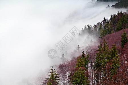 雾中的哈兹山荒野松树植物群森林薄雾旅行天气季节农村高山图片