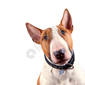 斗牛坑的肖像乐趣犬类力量领带棕色英语小狗宠物哺乳动物动物图片