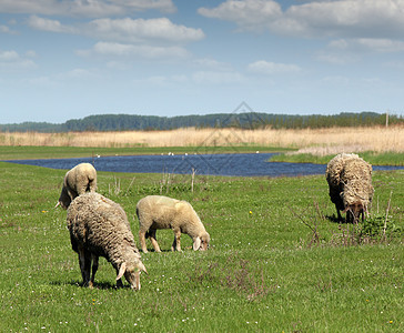 牧场自然农场的牧羊场图片