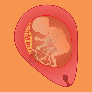 胎儿医疗插图脐带生长生理生育力流产女士子宫婴儿图片