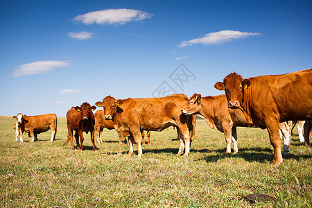牛群在一片美丽的绿草地上放牧牧场草原小牛农场奶牛家畜场地奶牛场牛肉农村图片