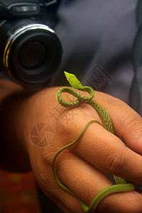 蛇类野生生物摄影图片