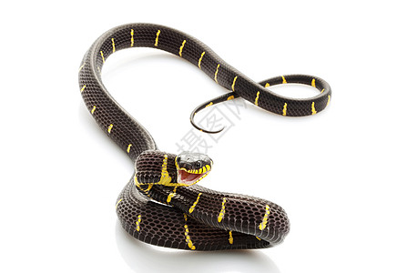 红蛇物种捕食者异国濒危野生动物宠物黄色情调侵略荒野图片