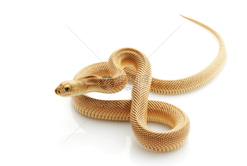 无模式的南方松蛇危险眼睛荒野捕食者棕色动物学物种异国情调黄色图片