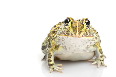 非洲公牛蛙精灵蛙蓝色物种濒危牛蛙动物学崎岖宠物眼睛皮肤青蛙图片